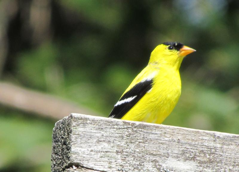 #bird-column, #Jeff and Allison Wells, #boothbay register, #maine, #birds, #american goldfinch